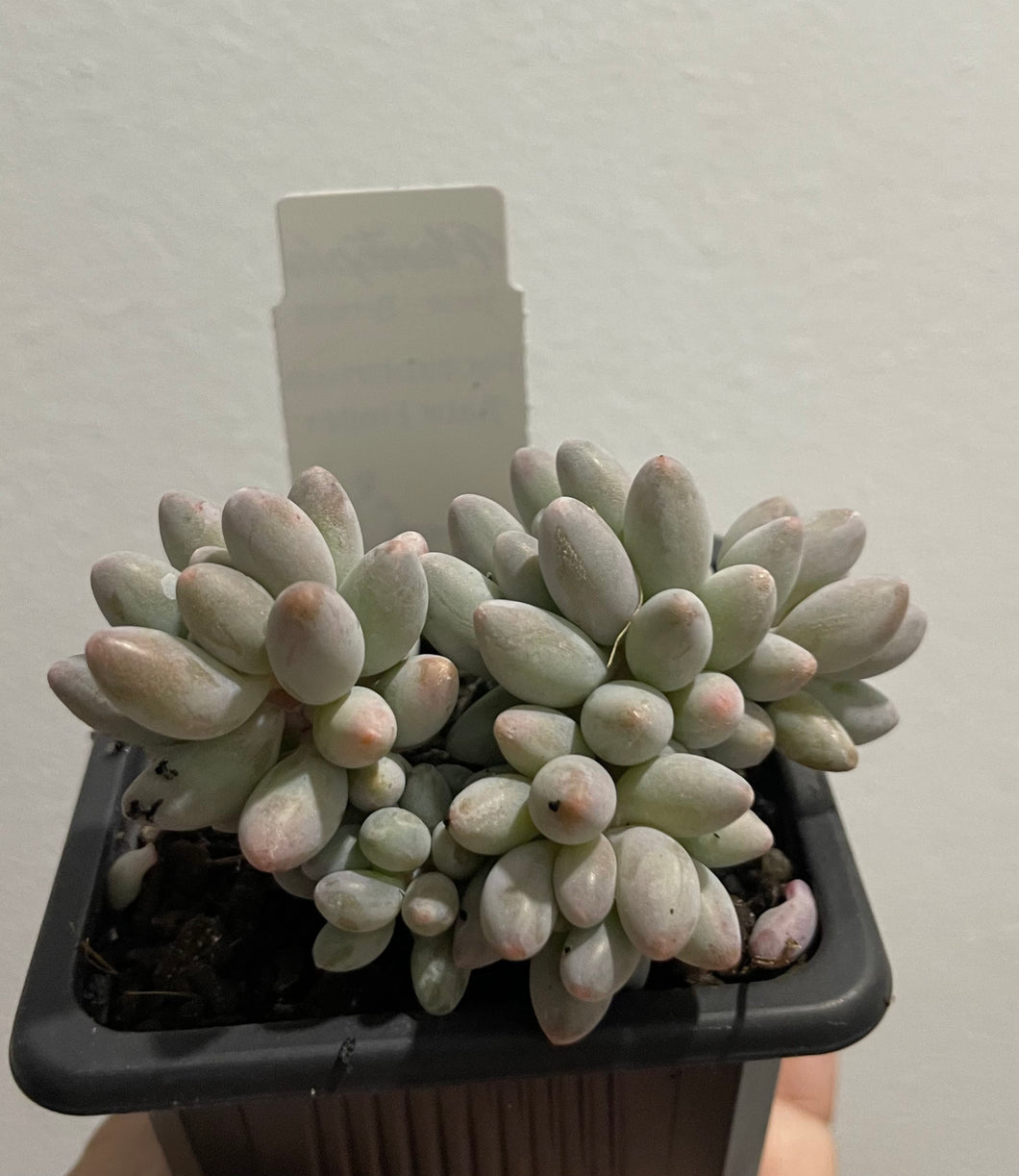 Pachyphytum Baby Finger in 7.5cm pot