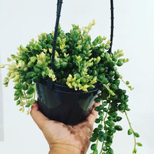 Load image into Gallery viewer, Senecio Clown Tears in 15cm hanging pot
