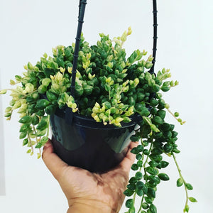 Senecio Clown Tears in 15cm hanging pot