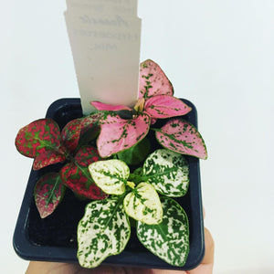 Hypoestes or Polka Dot Plant- Mix in 7.5cm pot