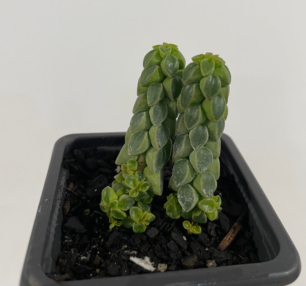 Peperomia columella in 7cm pot