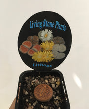 Load image into Gallery viewer, Lithops in 7cm pot
