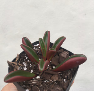 Peperomia graveolens in 7cm pot