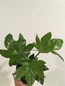 Fatsia Japonica (Japanese Aralia) in 14cm pot