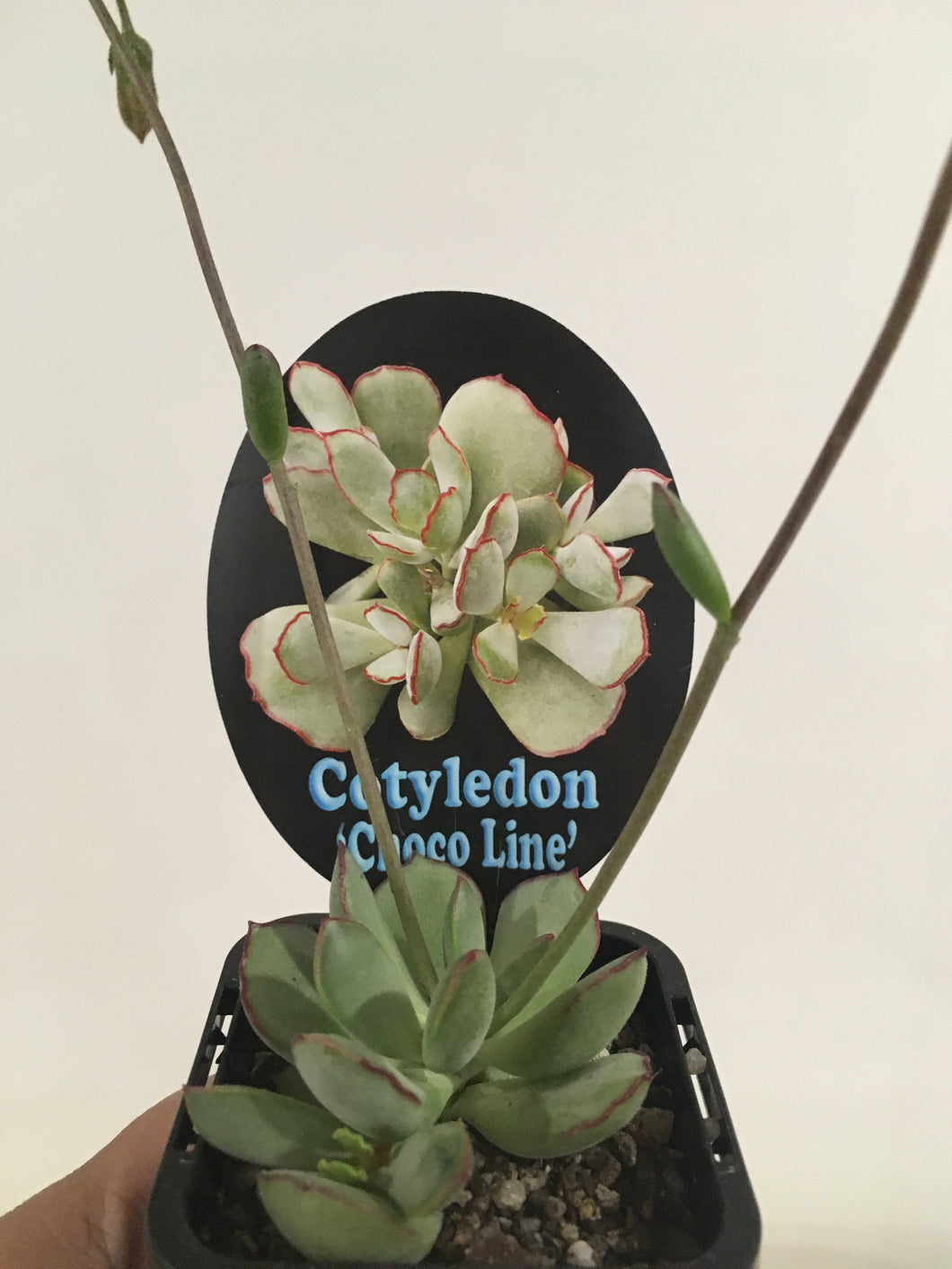 Cotyledon Choco Line in 7cm pot