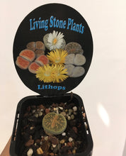 Load image into Gallery viewer, Lithops in 7cm pot
