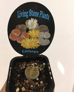 Lithops in 7cm pot