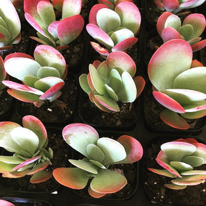 Kalanchoe Flapjack in 7cm pot