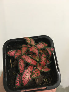 Fittonia Jungle Flame in 7cm pot