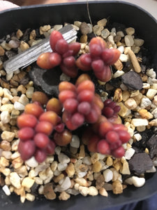 Sedum Stahlii in 7cm pot