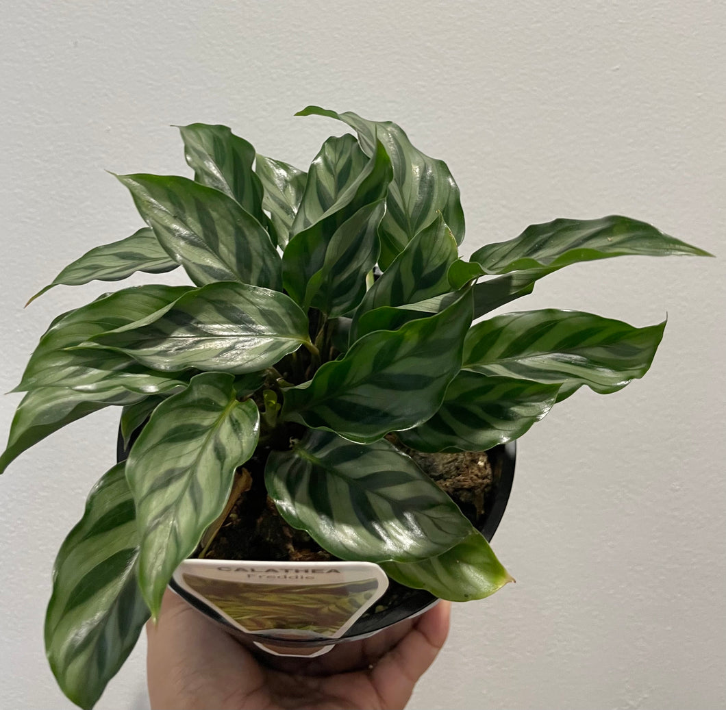 Calathea Freddy in 14cm pot