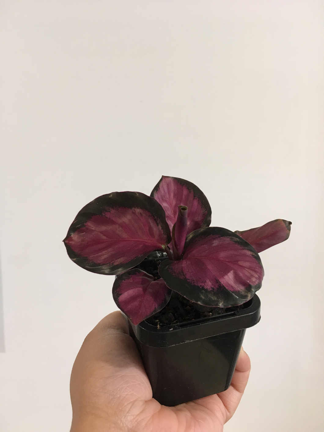 Calathea Rosy in 7cm pot