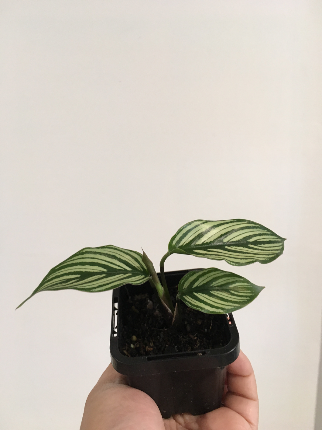 Calathea Vittata in 7cm pot