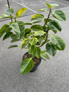 Ficus Lemon Lime 30cm pot