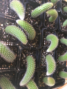 Monkey Tail Cactus in 7cm pot