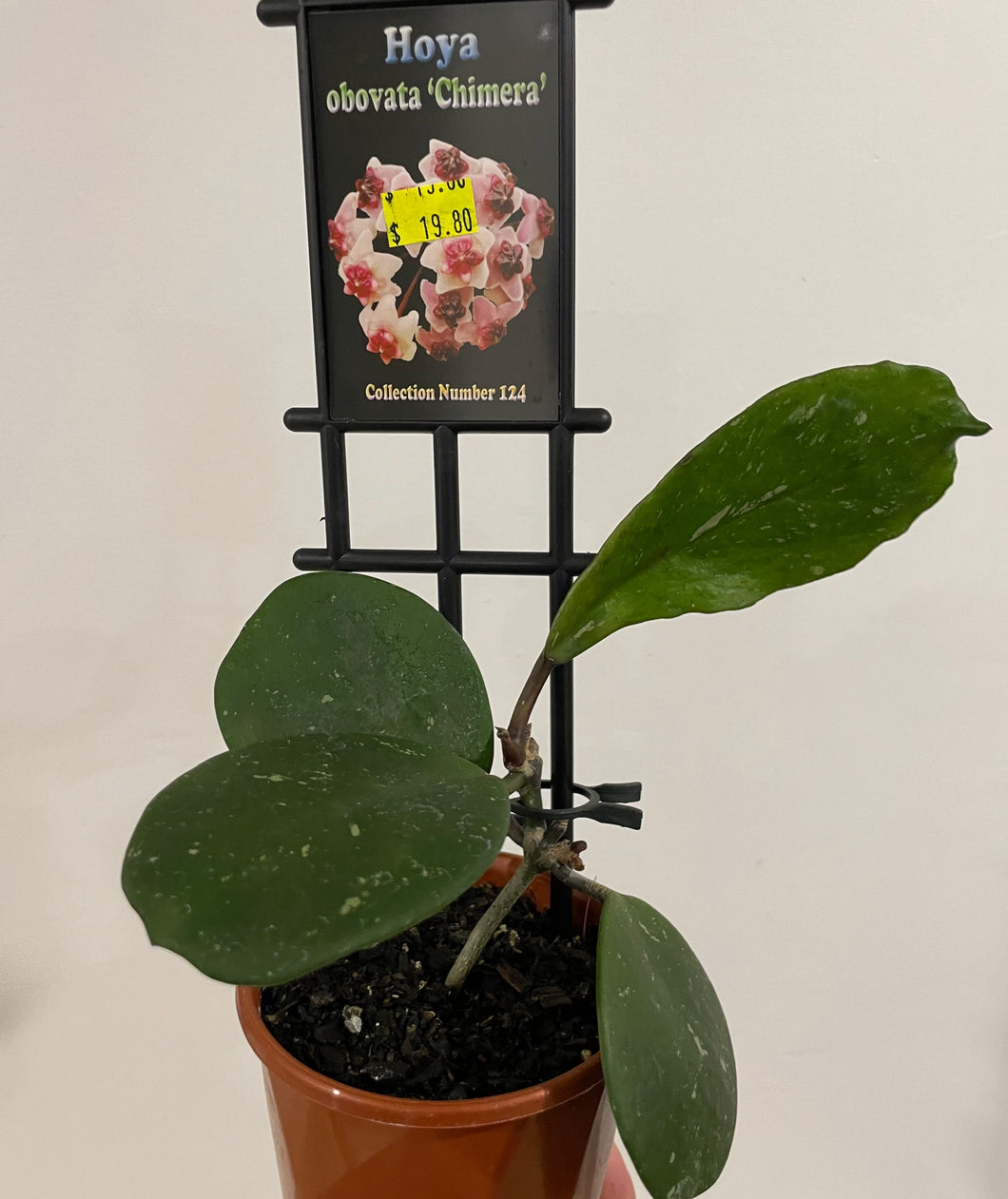 Hoya obovata chimera in 10cm pot