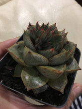 Load image into Gallery viewer, Echeveria dionysos in 7cm pot
