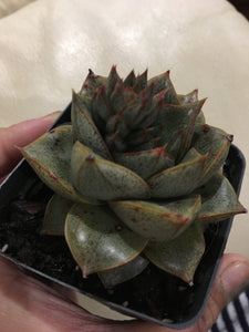 Echeveria dionysos in 7cm pot