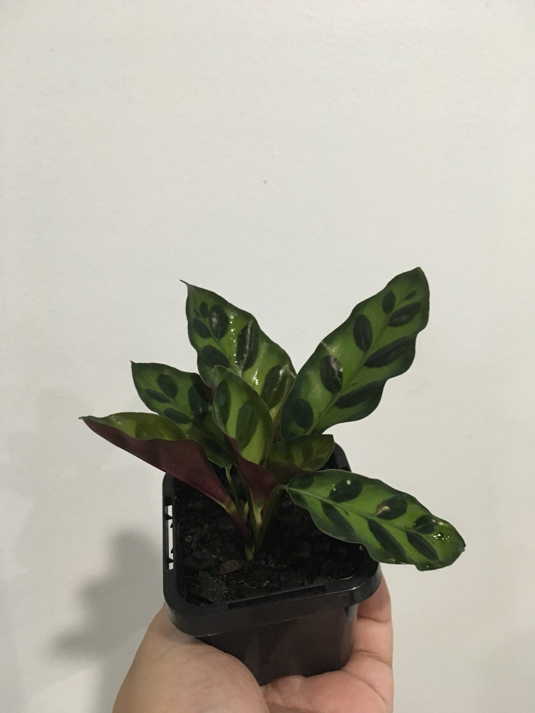 Calathea insignis in 7cm pot