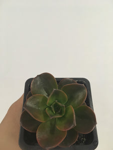 Echeveria Melaco in 7.5cm pot