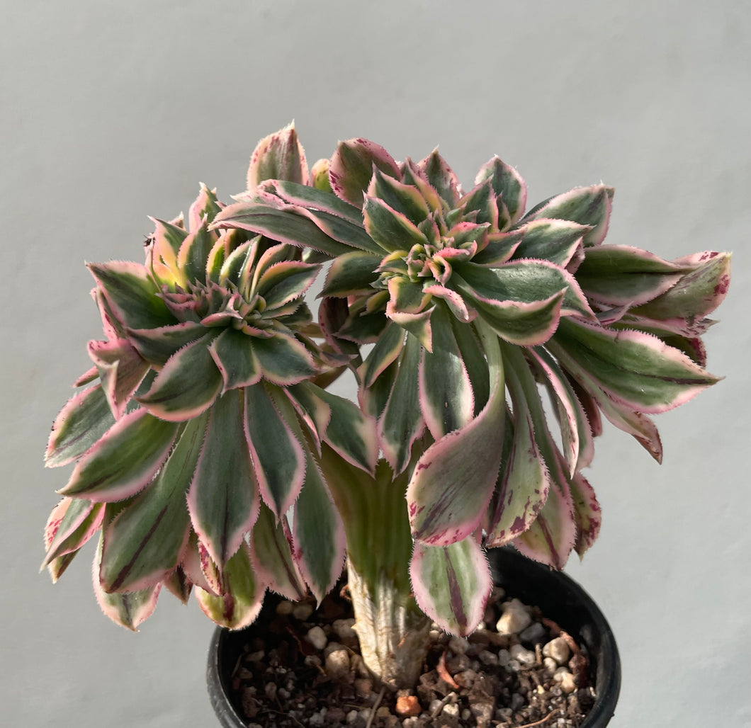 Aeonium sunburst cristata in 8cm pot