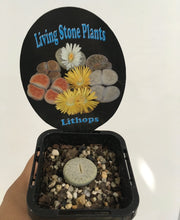 Load image into Gallery viewer, Lithops in 7cm pot
