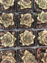 Load image into Gallery viewer, Echeveria dionysos in 7cm pot
