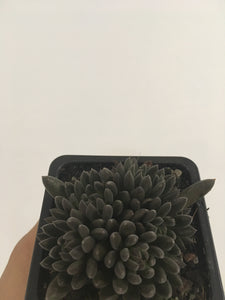 Sinocrassula (yunnanensis) Hedgehog in 7.5cm pot