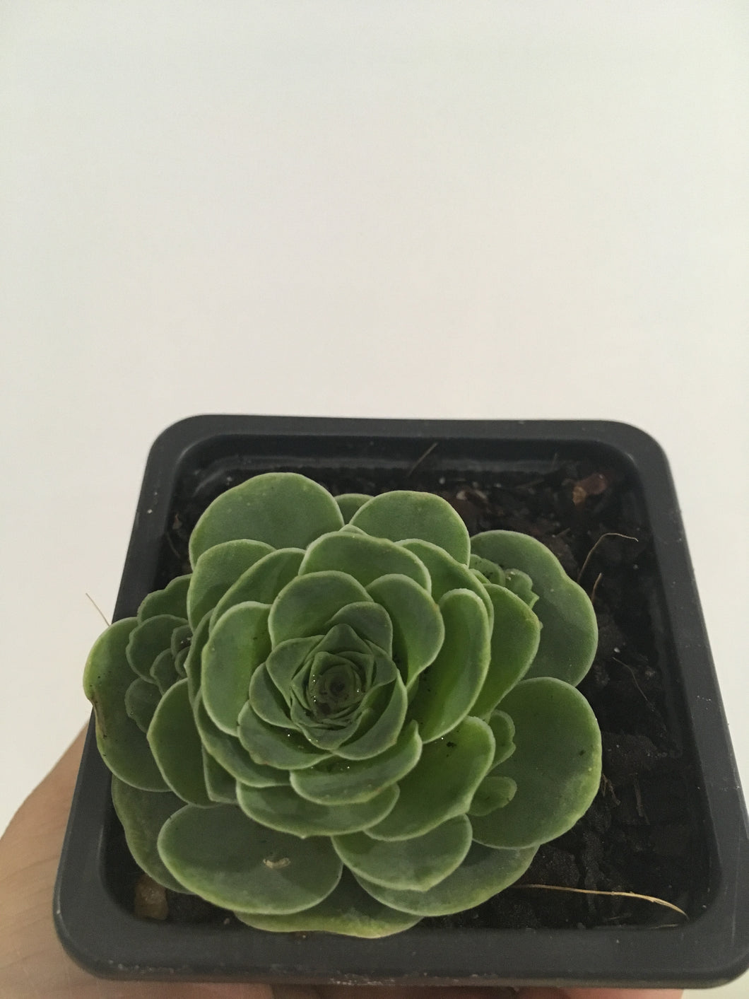 Aeonium aurem (Green rose buds) in 7.5cm pot