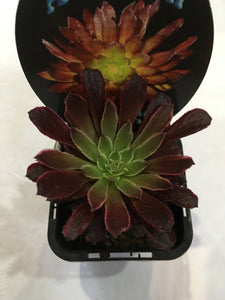 Aeonium Paradisian Inferno in 7cm pot