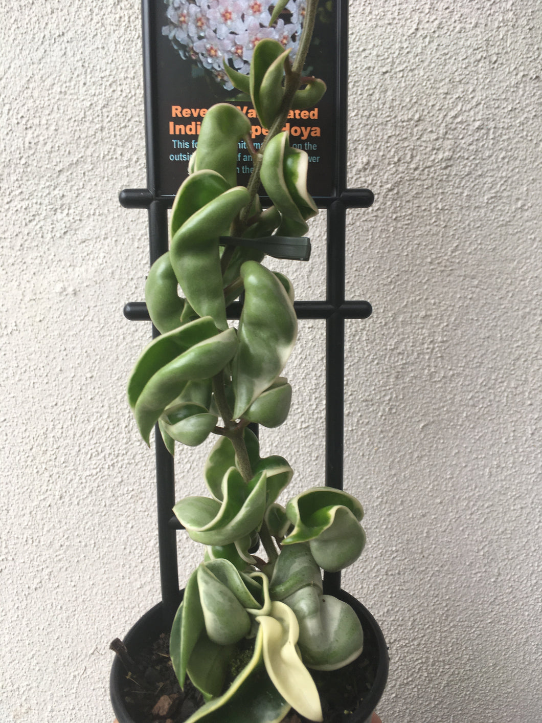 Indian Rope Hoya - reverse variegation in 8cm pot