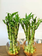 Load image into Gallery viewer, Dracaena Sanderiana or Lucky Bamboo bare rooted
