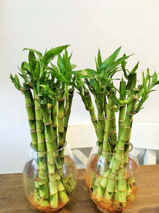 Dracaena Sanderiana or Lucky Bamboo bare rooted