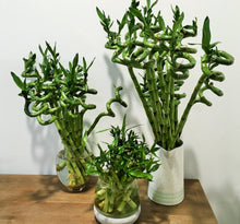 Load image into Gallery viewer, Dracaena Sanderiana or Lucky Bamboo bare rooted
