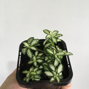 Fittonia White Tabby in 7cm pot