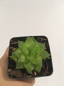 Haworthia cuspidata in 7cm pot